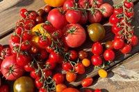 Sezon na polskie pomidory szklarniowe