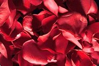 Happy Valentine's Day